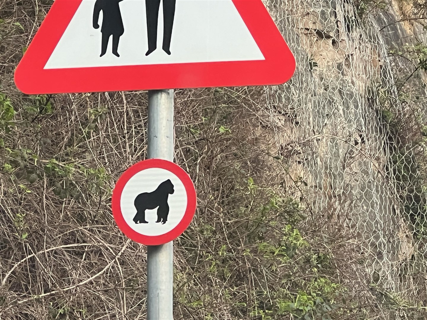 Gorilla crossing sign appears on A835 near Braes, just outside Ullapool.