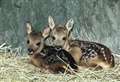 Roe fawns recover after losing mums