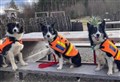 Dundonnell Mountain Rescue pups saluted for their life-saving work
