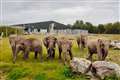 Blackpool Zoo collecting glittery female elephant poo to determine pregnancy