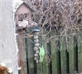 Dingwall couple appeal over parakeet puzzle