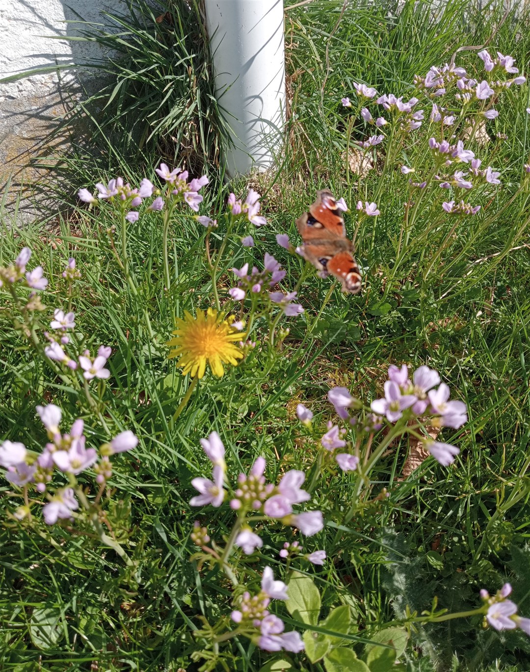 People are encourgaed not to moy their lawns in May to help encourage meadow flowers which attract pollinators.